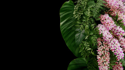 Tropical fern and philodendron foliage plant leaves with beautiful foxtail orchid exotic flowers (Rhynchostylis gigantea), floral arrangement nature backdrop on black background. © Chansom Pantip