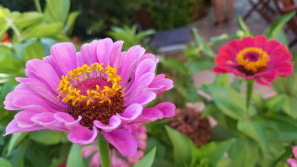 Obraz premium 2 flores campo