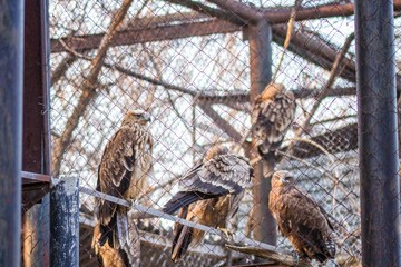 gypaetus barbatus , bearded vulture, bird's , hawk