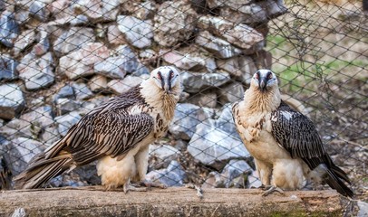 gypaetus barbatus , bearded vulture, bird's , hawk
