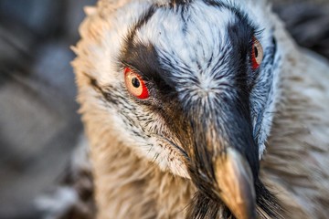 gypaetus barbatus eye, bearded vulture, bird's eye, hawk
