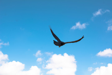 Fototapeta na wymiar Crow flying over blue sky