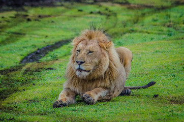lion resting in ngorongoro