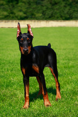 Dog breed Doberman Pinscher