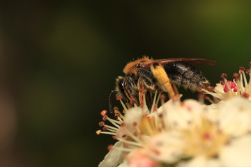 dzika pszczoła (Apoidea)