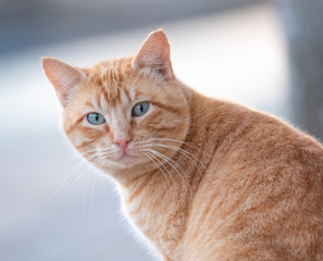 Portrait of a common cat with great eye detail