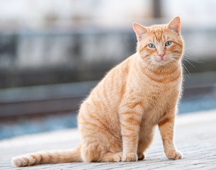Portrait of a common cat