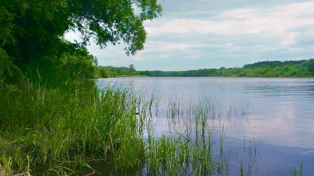 Good weather on the river, calm water, relax - summer view from the sandy shore with small stones with thickets of green grass on the pond with trees on the far shore. Tsna river, Russia. Full HD