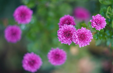 flowers in the garden, mahenta green, pattern, top view