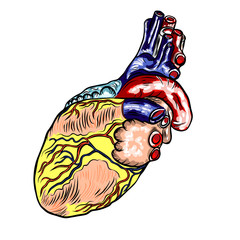 Human heart anatomically hand drawn. Cartoonish flash tattoo design engraving. Vector.