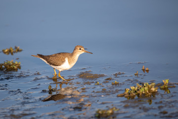 Dere düdükçünü » Common Sandpiper » Actitis hypoleucos