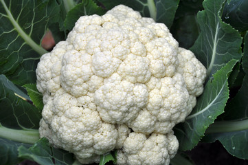  In organic soil grown cauliflower