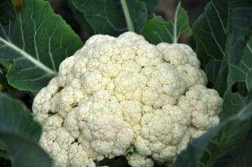  In organic soil grown cauliflower