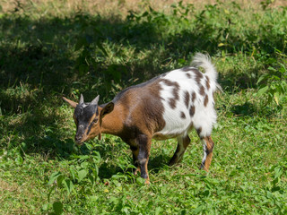 Capra hircus - Chèvre naine chamoisée