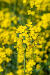 A canola flower in a field in Sussex, with a shallow depth of field
