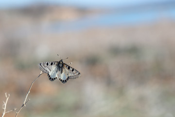 Papilionidae / Yalancı Apollo / / Archon apollinus