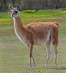 Fototapeta premium Guanaco. Latin name - Lama guanicoe