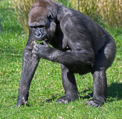 Naklejka premium Gorilla female 