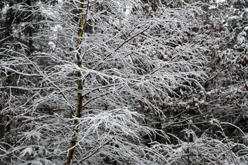 A frosty winter morning. Frost on the trees and bushes