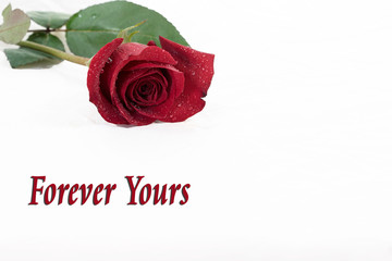 single valentine red rose