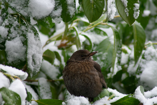 Vogel auf Lorbeerbusch