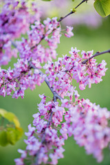Fototapeta premium Beautiful lilac. Incredible purple lilac flowers. Spring and summer