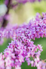 Obraz premium Beautiful lilac. Incredible purple lilac flowers. Spring and summer