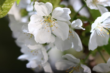 Fototapeta na wymiar fleur de cerisier