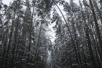 Beautiful snow-covered tall pine forest