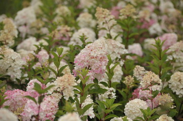 Hydrangea Vanille Fraise