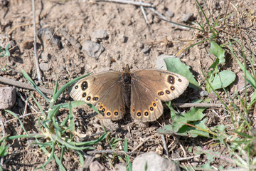 Satyridae / Uygur Güzelesmeri / / Proterebia afra