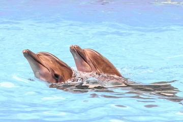 Obraz premium Two Black Sea bottlenose dolphins swiming in blue water