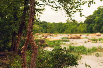 trees on teh shore of a river