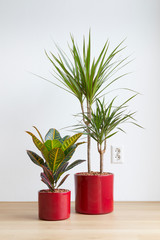 bright living room with houseplants in red ceramic pots on the floor