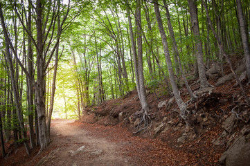 Camino por el bosque