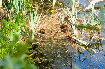 Common moorhen - young birds