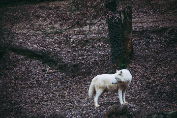 Obraz premium Loup arctique