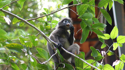 Fototapeta premium KEDAH, LANGKAWI, MALAYSIA - APR 08th, 2015: An adult dusky leaf monkey or langur is sitting among leaves in a tree in the wild