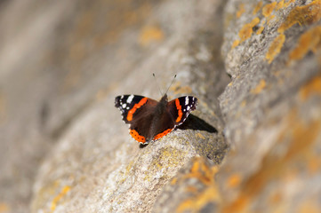 Buterfly on the wall - natural scenery