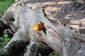 Mushrom on the tree - natural scenery , park