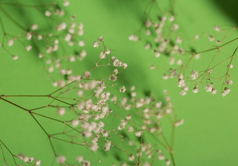 Branches of white flowers on green background