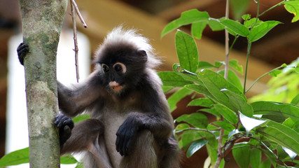 KEDAH, LANGKAWI, MALAYSIA - APR 08th, 2015: An adult dusky leaf monkey or langur is sitting among leaves in a tree in the wild