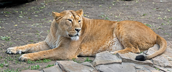 Obraz premium Asian lioness. Latin name - Panthera leo persica