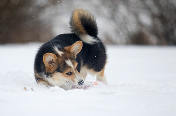 welsh corgi puppy in winter