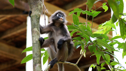 KEDAH, LANGKAWI, MALAYSIA - APR 08th, 2015: An adult dusky leaf monkey or langur is sitting among leaves in a tree in the wild