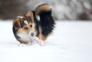 welsh corgi puppy in winter