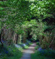 Obraz premium Ścieżka przez publiczny park leśny z dzwonkami