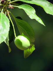 Fototapeta premium green apple