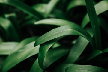 green leaves close up