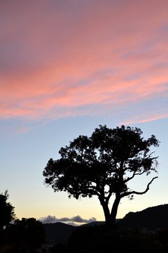 A tree In Berchidda, Sardinia, Italy